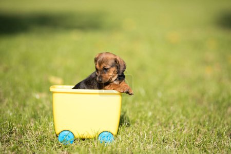Téléchargez les photos : Petit chien dans un chariot à jouets sur l'herbe - en image libre de droit