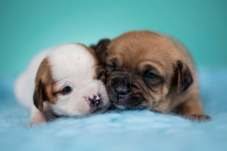 Téléchargez les photos : Beaux chiens chiot heureux un panier en métal - en image libre de droit