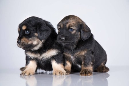 Foto de Lindos cachorros perros, animales de compañía concepto - Imagen libre de derechos