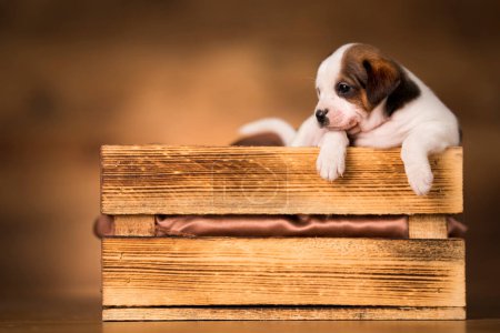Photo for Dog in a wooden crate - Royalty Free Image