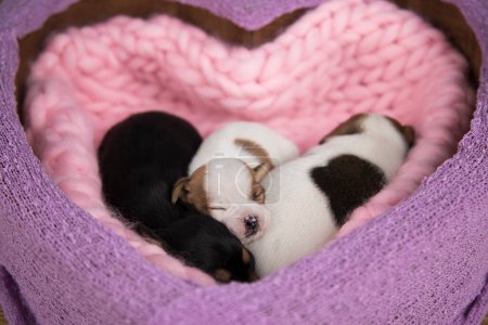 Téléchargez les photos : Amour, Chiots chien dort sur une couverture - en image libre de droit