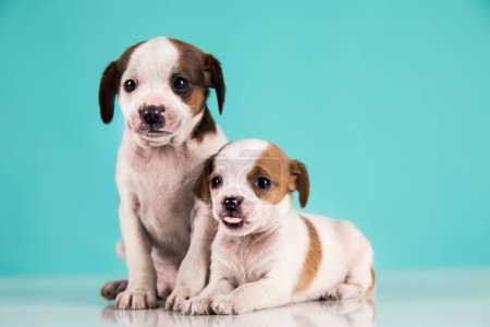 Foto de Dos perritos, cachorro, concepto de animales - Imagen libre de derechos