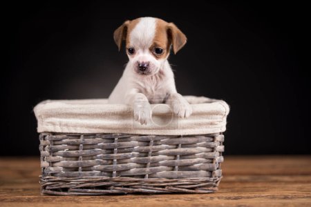 Foto de Perro pequeño en una canasta de mimbre - Imagen libre de derechos