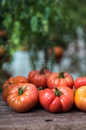 Photo for Vegetables, Tomatoes,  on desk in garden - Royalty Free Image
