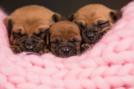 Téléchargez les photos : Les chiens dorment sur un petit lit en bois - en image libre de droit