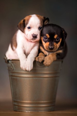Dogs in a metal bucket Poster 645163896
