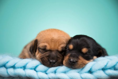 Foto de Los perros en la cama sobre la manta - Imagen libre de derechos