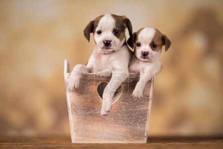 Foto de Cachorros en una caja de madera - Imagen libre de derechos