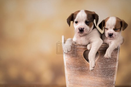 Photo for Puppies in a wooden crate - Royalty Free Image