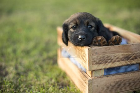 Foto de Un perro cachorro feliz una caja de madera en la hierba - Imagen libre de derechos