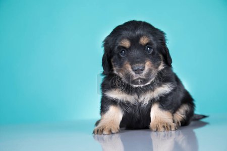 Téléchargez les photos : Pet, Chien mignon chien, concept d'animaux - en image libre de droit