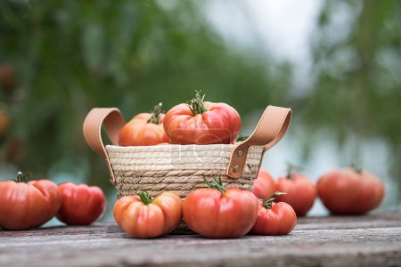 Téléchargez les photos : Tomates rouges en serre, aliments biologiques - en image libre de droit