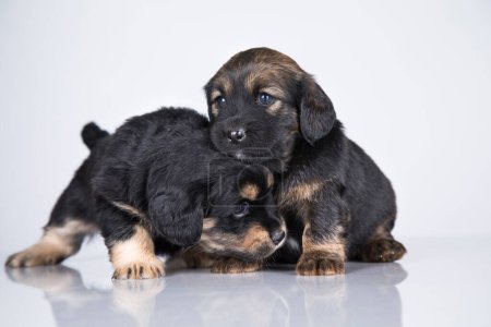Téléchargez les photos : Chiots mignons chiens, animaux de compagnie concept - en image libre de droit