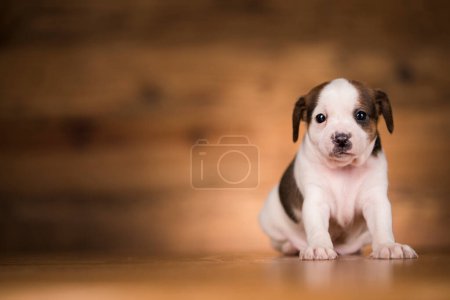 Photo for Small dog on a wooden background - Royalty Free Image