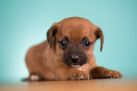 Photo for Little puppy dogs, animals concept - Royalty Free Image