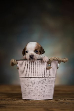Photo for Dog in a metal bucket - Royalty Free Image