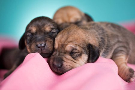 Photo for Dog in sleeps on a pink blanket - Royalty Free Image
