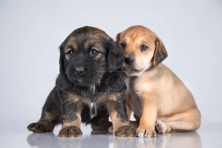 Téléchargez les photos : Deux chiens, Pet, concept d'animaux - en image libre de droit