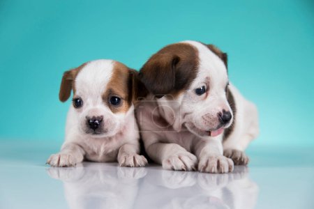 Téléchargez les photos : Deux petits chiens, chiot, concept d'animaux - en image libre de droit