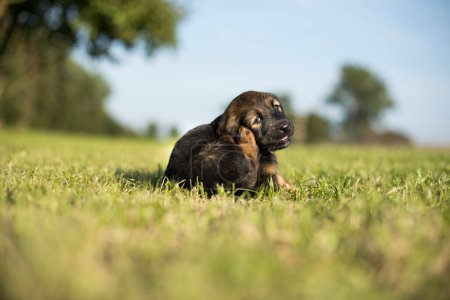 Téléchargez les photos : Un petit chien sur le fond d'herbe - en image libre de droit