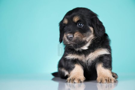 Foto de Mascotas, lindo perro cachorro, concepto de animales - Imagen libre de derechos