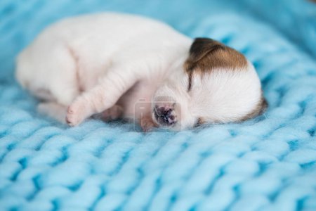 Téléchargez les photos : Un beau petit chien dort sur une couverture - en image libre de droit