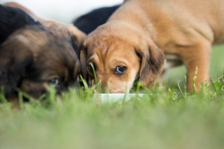 Téléchargez les photos : Petit chien sur l'herbe - en image libre de droit