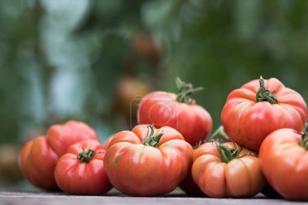 Photo for Red Tomatoes in a Greenhouse, organic food - Royalty Free Image