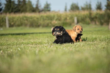 Foto de Pequeño perro en la hierba - Imagen libre de derechos