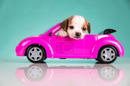 Téléchargez les photos : Chien dans une voiture rose - en image libre de droit