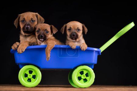 Foto de Hermosos cachorros en un carro de juguete - Imagen libre de derechos