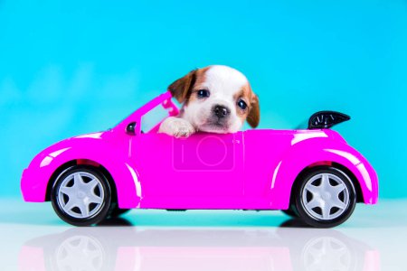 Photo for A little dog in a pink car - Royalty Free Image