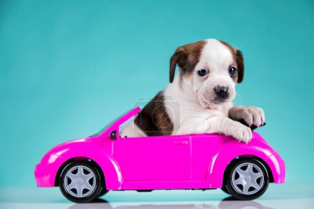 Photo for Cute dog in a pink car - Royalty Free Image