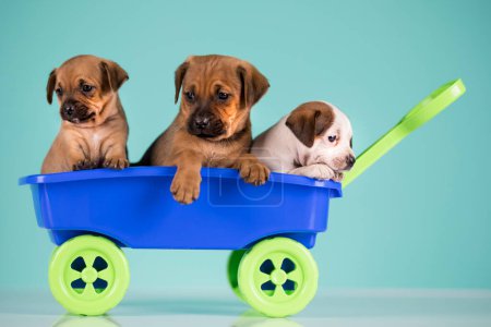 Téléchargez les photos : Beaux petits chiots dans un chariot à jouets - en image libre de droit