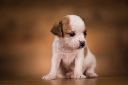 Photo for Dog on a wooden background - Royalty Free Image