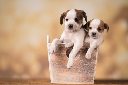 Puppies in a wooden crate Poster 645172494