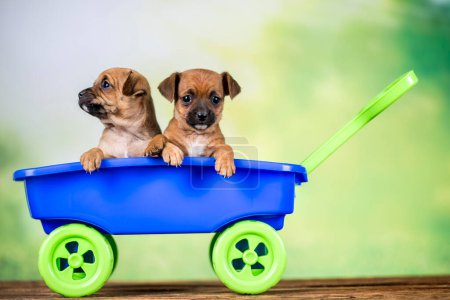 Photo for Beautiful little puppies in a toy wagon - Royalty Free Image