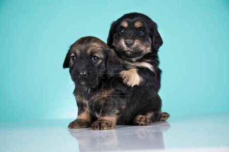 Téléchargez les photos : Deux chiens chiot animaux concept - en image libre de droit