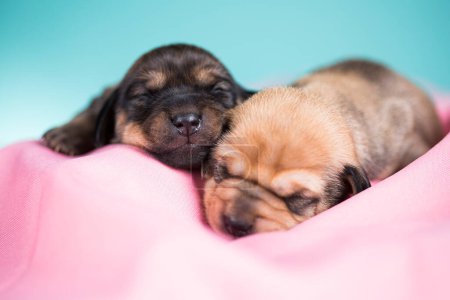 Foto de Perro durmiendo en una manta rosa - Imagen libre de derechos