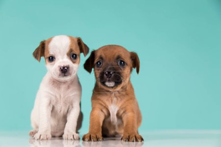 Two little dogs, puppy, animals concept