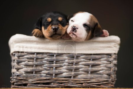 Little dogs in a wicker basket Poster 645174482
