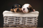 Little dogs in a wicker basket Poster #645174482