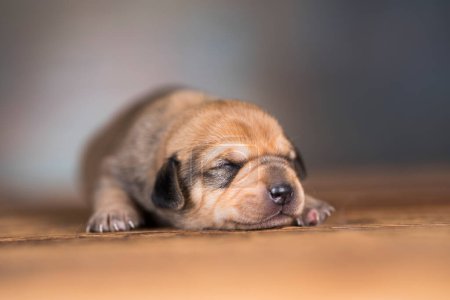 Photo for Cute puppy dog sleeping, animals concept - Royalty Free Image