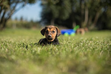 Foto de Un perro pequeño en el fondo de la hierba - Imagen libre de derechos