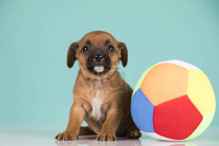 Foto de Cachorro perro está jugando con una pelota - Imagen libre de derechos