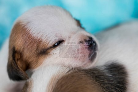 Photo for Pet, dog puppy, sleeps on a blanket - Royalty Free Image