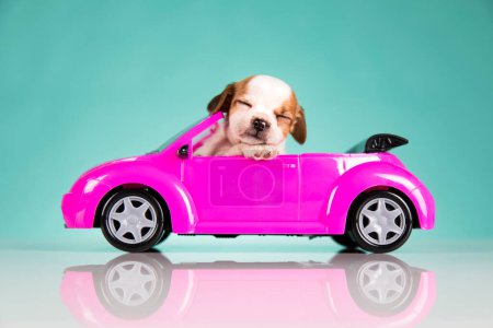 Téléchargez les photos : Chien dans une voiture rose - en image libre de droit