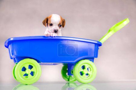 Photo for Little cute dog in a toy car - Royalty Free Image