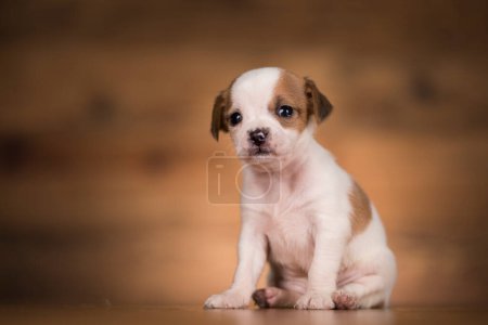 Téléchargez les photos : Petit chien sur fond de bois - en image libre de droit