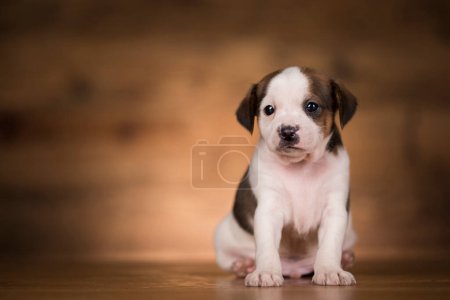 Téléchargez les photos : Petit chien sur fond de bois - en image libre de droit